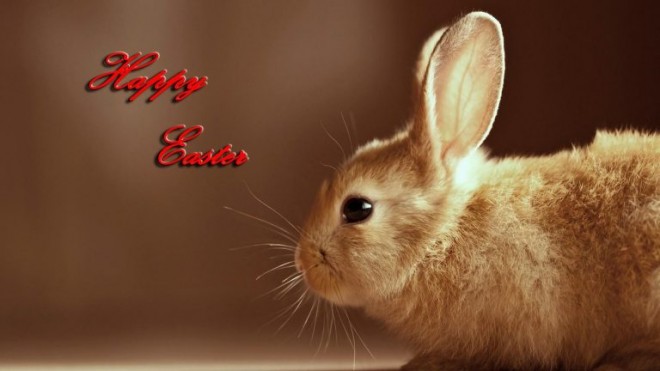 Easter Bunny Images 2024