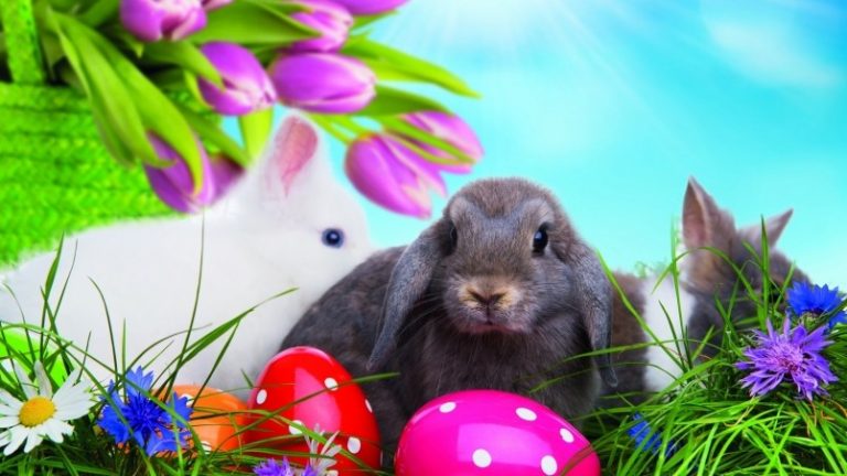 Free-Easter-Bunny-Images